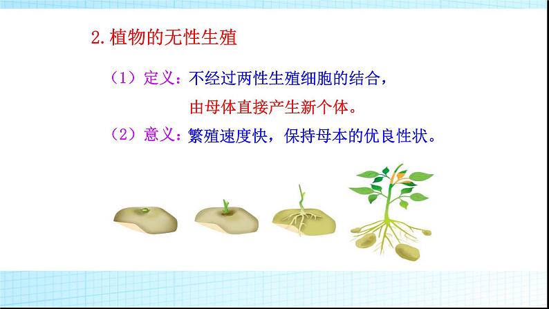 北师大版生物八年级上册第十九章《生命的延续》19.3  植物的生殖方式  教学PPT课件08