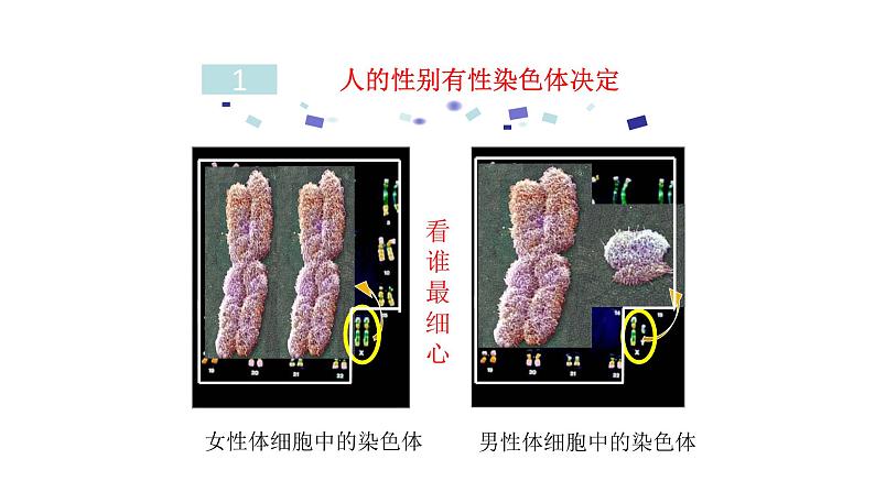 北师大版生物八年级上册第二十章《遗传和变异现象》20.4 性别和性别决定 教学PPT课件第6页