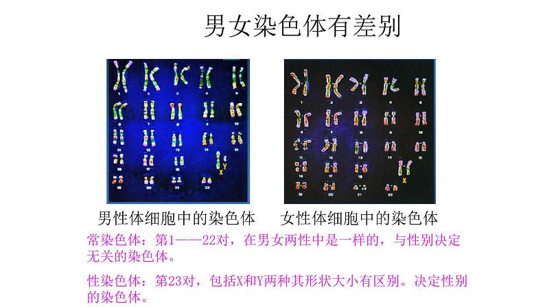 北师大版生物八年级上册第二十章《遗传和变异现象》20.4 性别和性别决定 教学PPT课件第7页