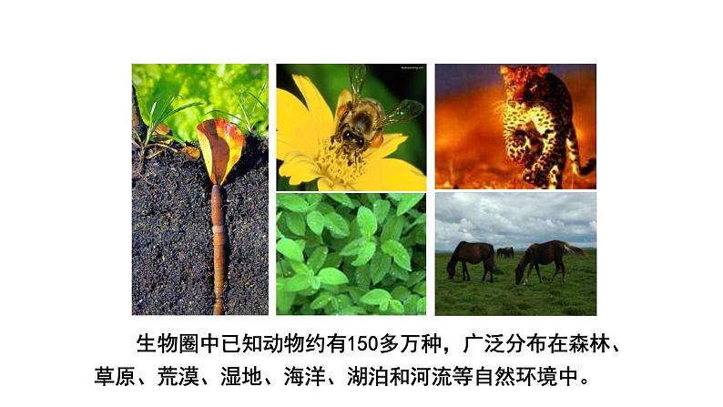 北师大版生物八年级上册第十七章《生物圈中的动物》17.1 动物在生物圈中的作用 教学PPT课件05