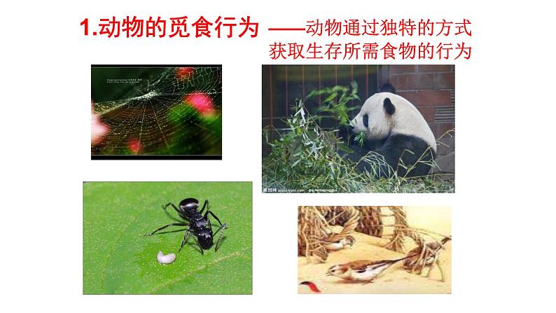 北师大版生物八年级上册第十六章《动物的行为》16.2 动物行为的主要类型 教学ppt课件06