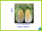 北师大版生物八年级上册第二十章《遗传和变异现象》20.5 遗传与环境 教学PPT课件