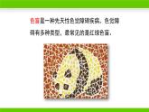 北师大版生物八年级上册第二十章《遗传和变异现象》20.6 遗传病和人类健康  教学PPT课件