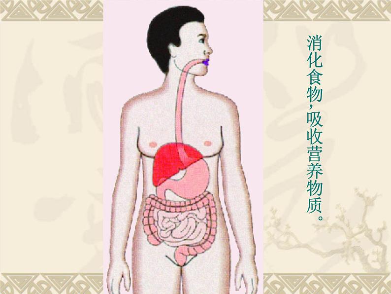 苏教版生物七年级下册 第八章 第三节人体概述（课件）05