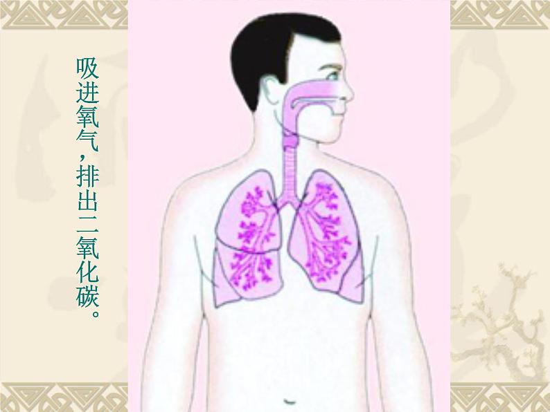 苏教版生物七年级下册 第八章 第三节人体概述（课件）06