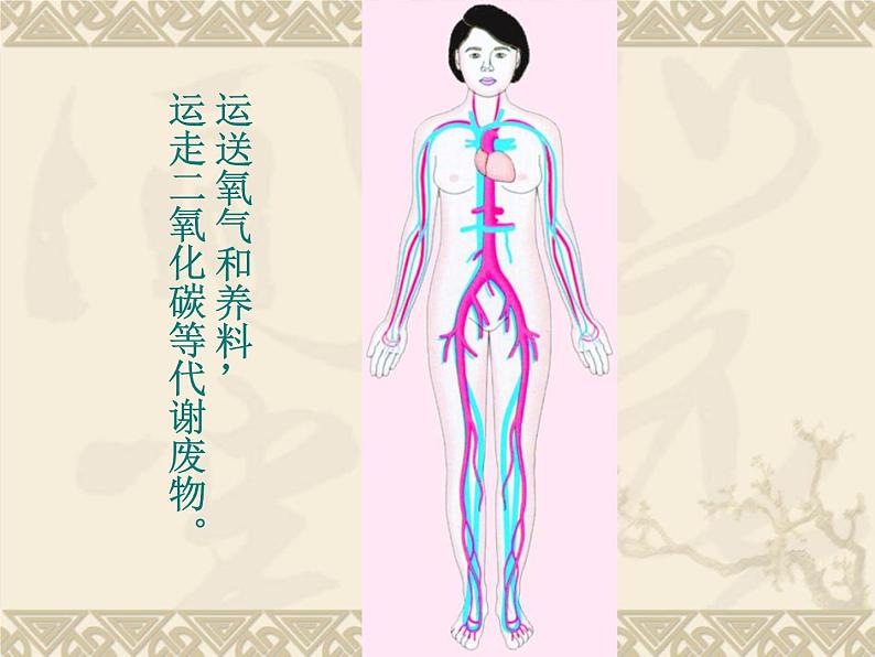 苏教版生物七年级下册 第八章 第三节人体概述（课件）08