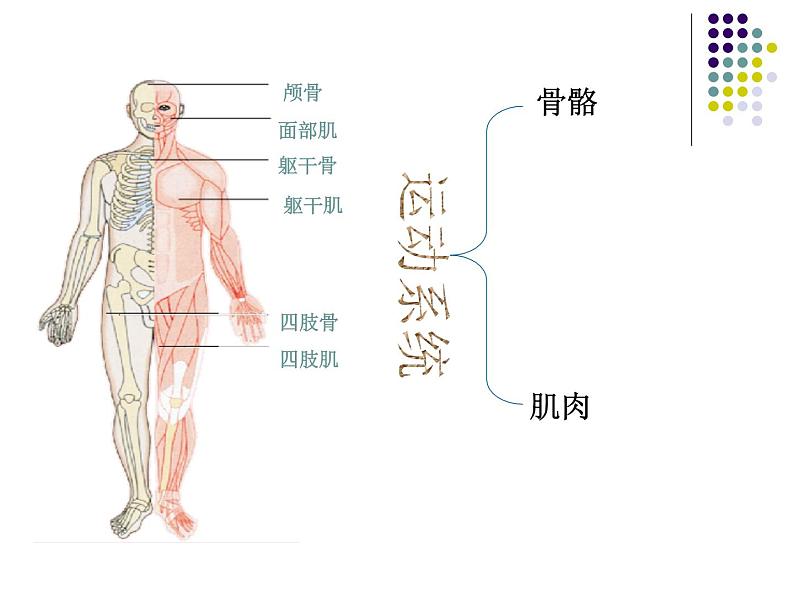 苏教版生物七年级下册 第八章 第三节 人体概述_1（课件）第3页