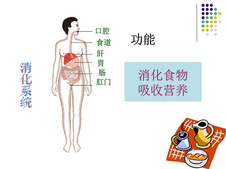 苏教版生物七年级下册 第八章 第三节 人体概述_1（课件）第4页