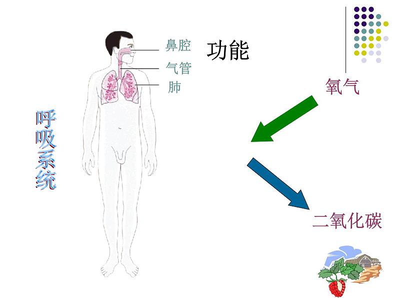 苏教版生物七年级下册 第八章 第三节 人体概述_1（课件）第5页