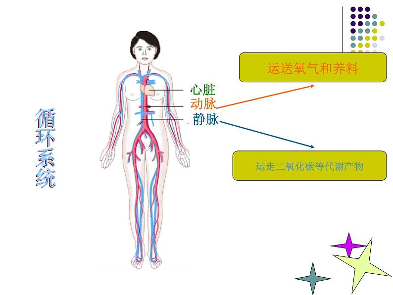 苏教版生物七年级下册 第八章 第三节 人体概述_1（课件）第6页