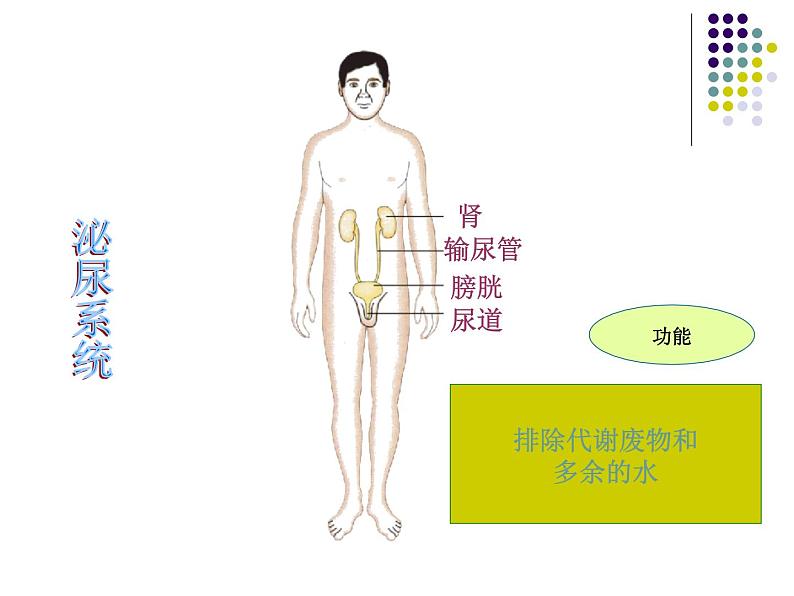 苏教版生物七年级下册 第八章 第三节 人体概述_1（课件）第7页