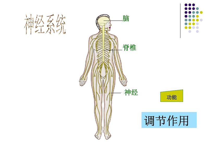 苏教版生物七年级下册 第八章 第三节 人体概述_1（课件）第8页