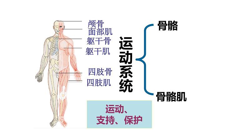 苏教版生物七年级下册 第八章 第三节人体概述（课件）第5页