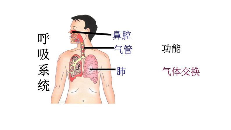 苏教版生物七年级下册 第八章 第三节人体概述（课件）第7页