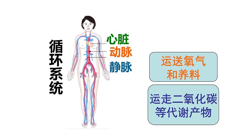 苏教版生物七年级下册 第八章 第三节人体概述（课件）第8页