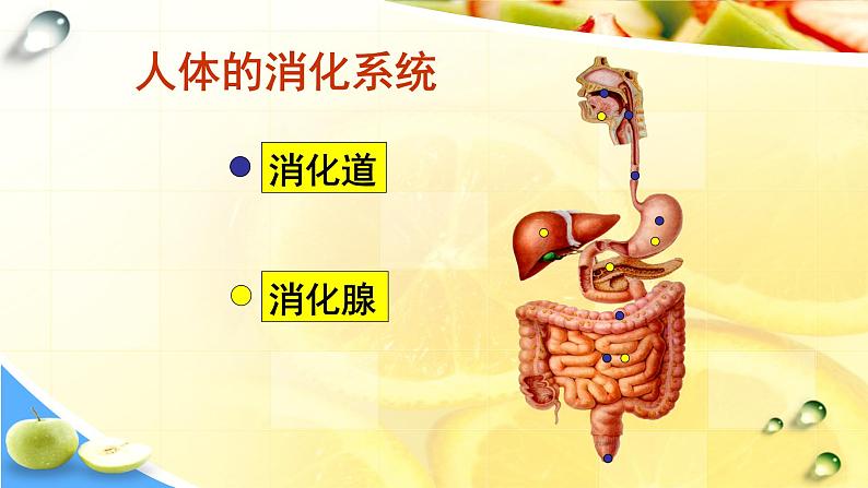 苏教版生物七年级下册 第九章 第二节 人体的消化与吸收（第二课时）（课件）第2页