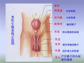 苏教版生物七年级下册 第八章 第一节 精卵结合孕育新的生命（课件）