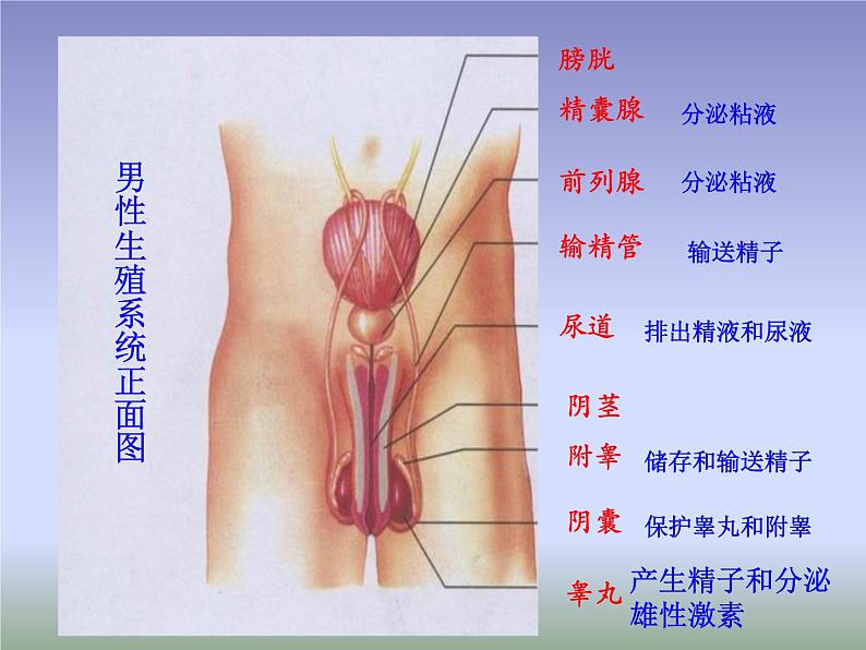 苏教版生物七年级下册 第八章 第一节 精卵结合孕育新的生命（课件）05