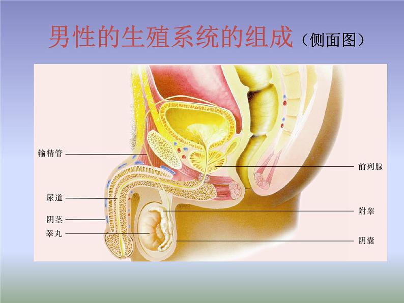 苏教版生物七年级下册 第八章 第一节 精卵结合孕育新的生命（课件）06