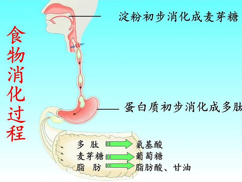 苏教版生物七年级下册 第九章 第二节 人体的消化与吸收(10)（课件）第4页