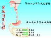 苏教版生物七年级下册 第九章 第二节 人体的消化与吸收(10)（课件）