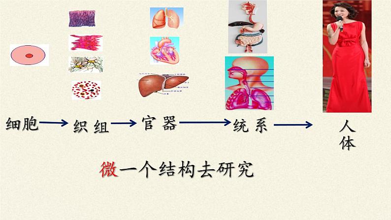 苏教版生物七年级下册 第八章 第三节 人体概述（课件）02