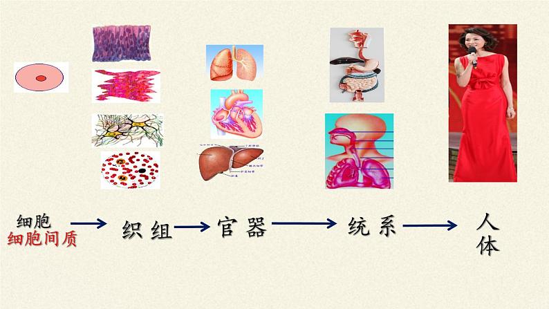 苏教版生物七年级下册 第八章 第三节 人体概述（课件）06