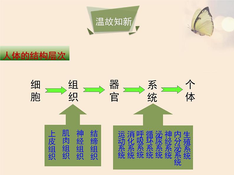 苏教版生物七年级下册 第八章 第三节 人体概述（课件）第2页