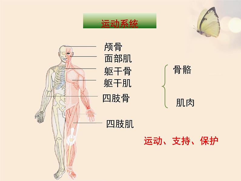 苏教版生物七年级下册 第八章 第三节 人体概述（课件）第4页