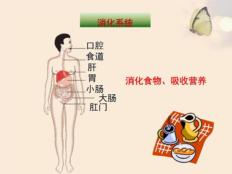 苏教版生物七年级下册 第八章 第三节 人体概述（课件）第5页