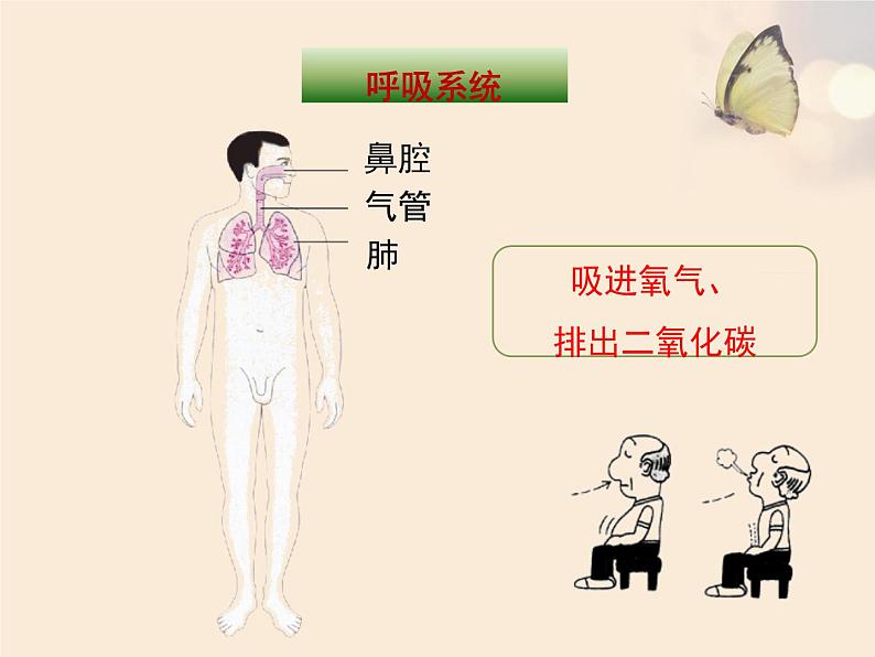 苏教版生物七年级下册 第八章 第三节 人体概述（课件）第6页