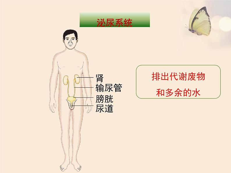 苏教版生物七年级下册 第八章 第三节 人体概述（课件）第8页