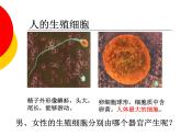 苏教版生物七年级下册 第八章 第一节 精卵结合孕育新的生命_1（课件）