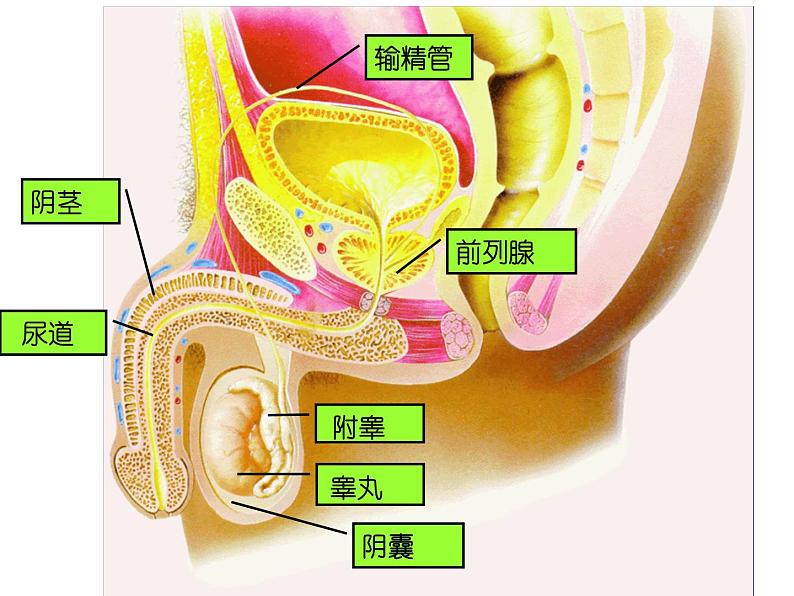 苏教版生物七年级下册 第八章 第一节 精卵结合孕育新的生命_1（课件）07