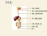 苏教版生物七年级下册 第九章 第二节 人体的消化与吸收(2)（课件）