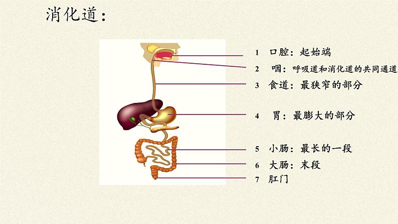 苏教版生物七年级下册 第九章 第二节 人体的消化与吸收(2)（课件）第4页