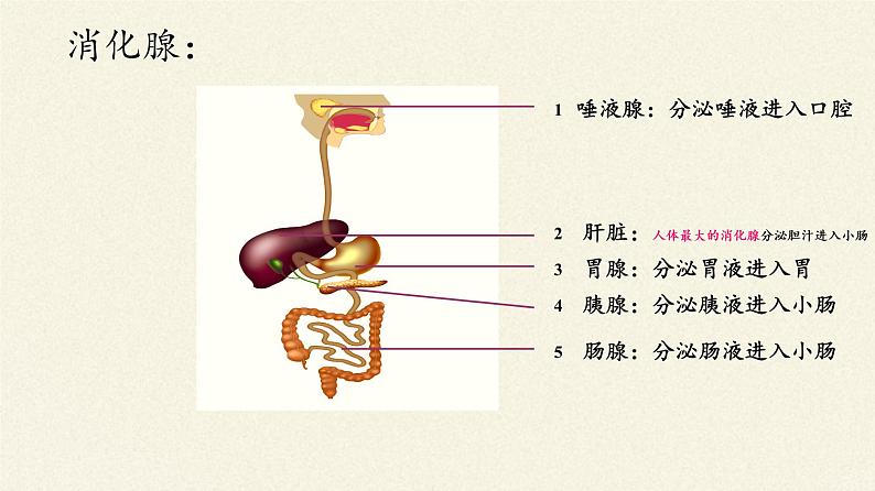 苏教版生物七年级下册 第九章 第二节 人体的消化与吸收(2)（课件）第6页