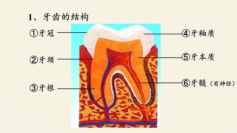 苏教版生物七年级下册 第九章 第二节 人体的消化与吸收(2)（课件）第8页