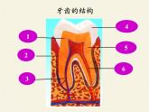 苏教版生物七年级下册 第九章 第二节 人体的消化与吸收(3)（课件）