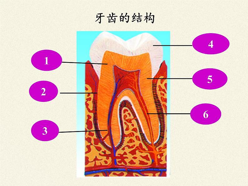 苏教版生物七年级下册 第九章 第二节 人体的消化与吸收(3)（课件）第4页