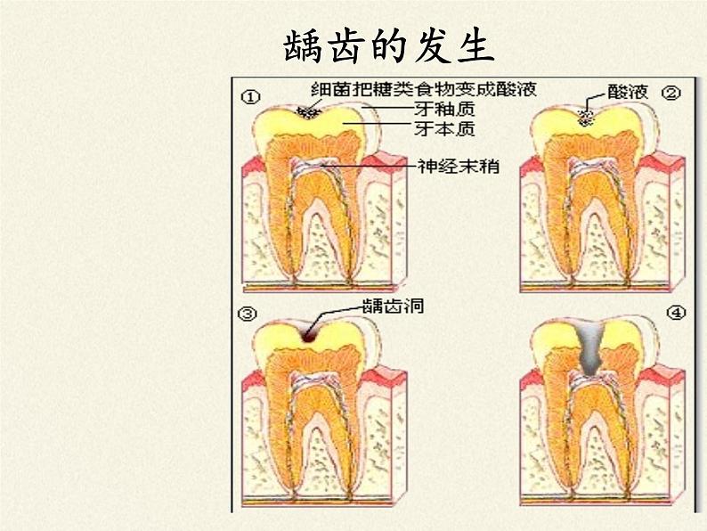 苏教版生物七年级下册 第九章 第二节 人体的消化与吸收(3)（课件）第6页