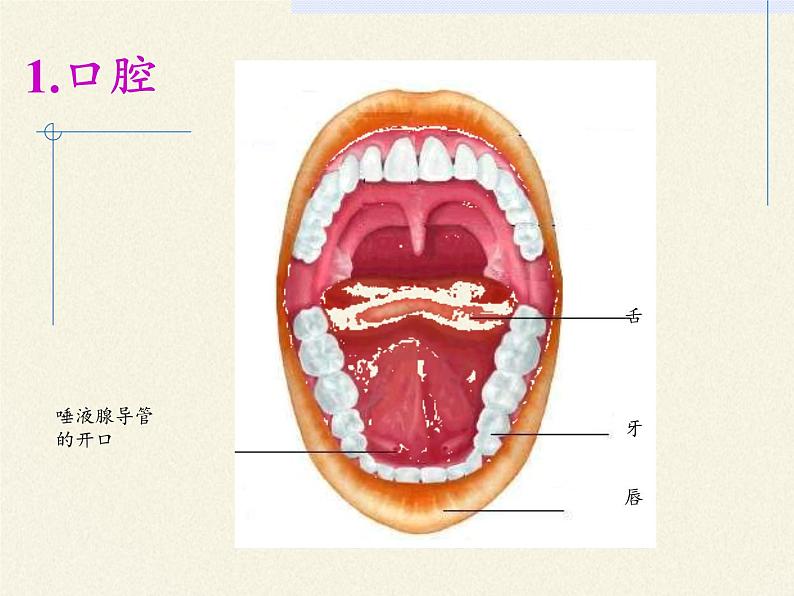 苏教版生物七年级下册 第九章 第二节 人体的消化与吸收（课件）第5页