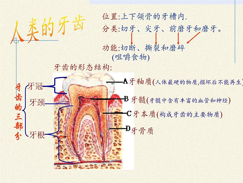 苏教版生物七年级下册 第九章 第二节 人体的消化与吸收（课件）第6页