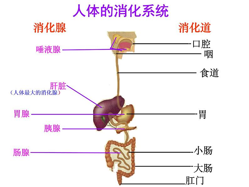 苏教版生物七年级下册 第九章 第二节 人体的消化与吸收_1（课件）02