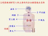 苏教版生物七年级下册 第十二章 第一节 人体的激素调节（课件）