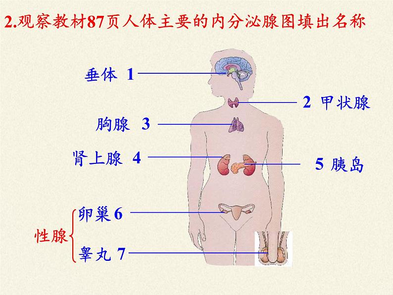 苏教版生物七年级下册 第十二章 第一节 人体的激素调节（课件）04