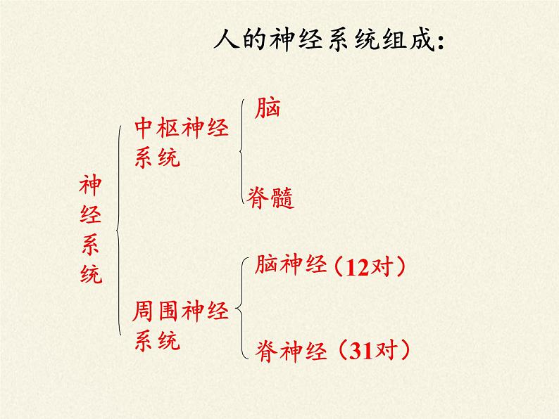 苏教版生物七年级下册 第十二章 第二节 人体的神经调节（课件）05