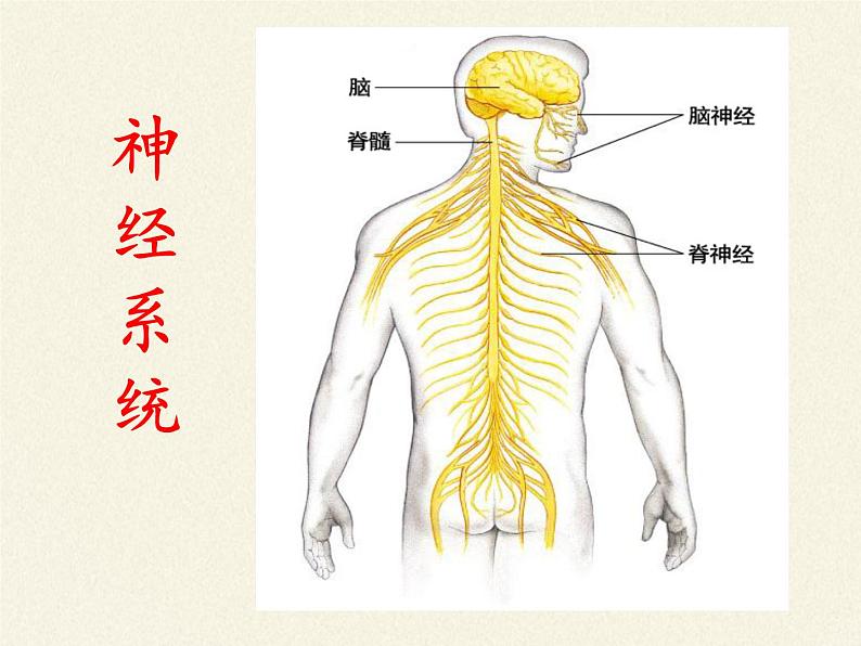 苏教版生物七年级下册 第十二章 第二节 人体的神经调节（课件）06