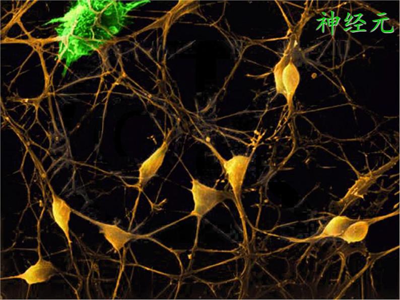 苏教版生物七年级下册 第十二章 第二节 人体的神经调节（课件）07