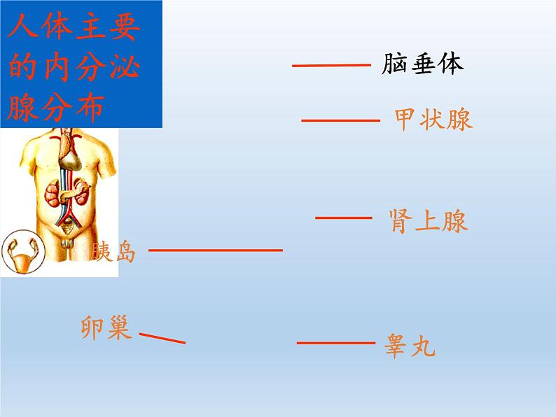 苏教版生物七年级下册 第十二章 第一节 人体的激素调节(10)（课件）第7页